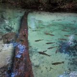 Zu Hunderten warten die Fische auf Besucher.
