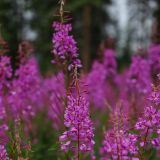 Sozusagen kennzeichnend für den Yukon sind die wunderschönen Fireweed-Blumen (Feuertang), welche ganze Flächen der Gegend violett einfärben.
