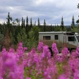 Der Fireweed ist die erste Pflanze, welche nach einem Waldbrand wieder zu blühen beginnt.
