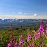 Aussicht auf die Ogilvie Mountains, immer noch auf dem Dempster Highway. 
