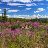 Was wäre die Landschaft ohne den schön blühenden Fireweed.
