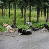 Im Denali N.P. nehmen wir an einer Hundeschlittenvorführung teil. 
