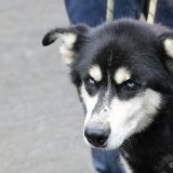 Ein sibirischer Husky wartet auf seinen Einsatz. 
