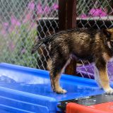 Dieser Puppy hat noch ein bisschen Zeit, bis er vor den Schlitten gespannt wird.
