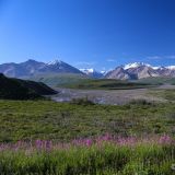 Die ersten schneebedeckten Gipfel zeigen sich uns im Denali N.P..
