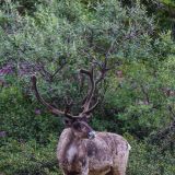 Karibu im Denali N.P..
