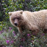 Im Denali N.P. sind die meisten Grizzlies blond. Hier zeigt sich uns ein Prachtsexemplar von seiner schönsten Seite. 
