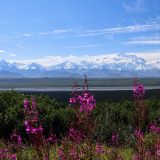 Kurz vor dem Wonder Lake erhaschen wir nochmals einen Blick auf den Mount McKinley.
