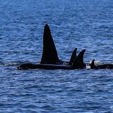 Eine Gruppe Orcas (Killerwale) tummeln sich ebenfalls in der Nähe des Gletscher-Gebietes.
