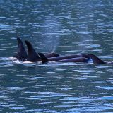 Diese Gruppe Orcas scheint dies nicht zu interessieren. Sie üben gerade die Pirouette fürs Stück vom Schwanensee. ;-)
