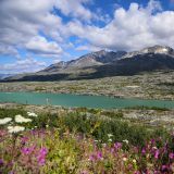 Auch wir müssen nicht zu Fuss wandern, mit Mogli ist es so viel bequemer. Hier entlang dem Klondike Highway.
