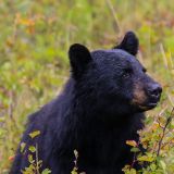 Immer diese Schwarzbären! Da kann man einfach nicht vorbeifahren, ohne ein Foto zu schiessen.
