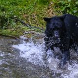 Die Schwarzbären-Mutter kommt zurück zum Fluss und stürzt sich mit Elan zu den Lachsen ins kühle Nasse.
