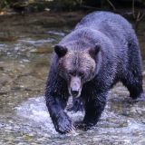 Am nächsten Tag besucht ein Grizzly den Tatort am Fish-Creek. 
