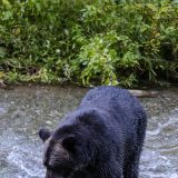 Auch er muss nicht lange im Fluss herum watscheln.
