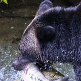 Ein Griff, ein Schrei (von den begeisterten Zuschauern auf der Viewing-Plattform) und der Grizzly hat sein Abendessen gefangen.
