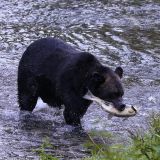 ... und mit einem weiteren Lachs als Nachtisch zurück in die Büsche entschwinden.
