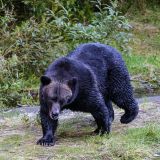 Am Abend begeben wir uns diesmal zu Viert zum Fish Creek und kommen gerade rechtzeitig, um erneut einem Grizzly beim Fischfang zuzuschauen.
