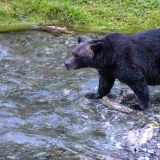 Anders als der Schwarzbär interessiert sich dieser Grizzly nicht für die bereits toten Lachse ...
