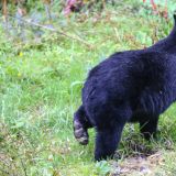 Genug für dieses Mal. Vergnügt hoppelt dieser Schwarzbär zurück ins Gebüsch. 
