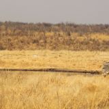 Wo verstecken sich denn diese Viecher? …unterwegs im Kaudom Nationalpark
