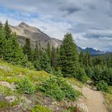 Unterwegs auf dem Wilcox-Trail im Banff N.P. zum Aussichtspunkt über das Columbia Icefield. 
