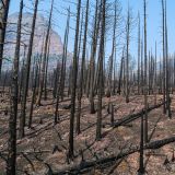 Auf der Osteinfahrt in den Glacier N.P. in den USA ist alles komplett abgebrannt. 
