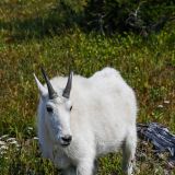 Eine Mountain Goat...
