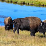 Frühmorgens entdecken wir eine riesige Bisonherde auf dem Weg zum Fountain Flat Drive. Hier haben sich ein paar davon separiert.
