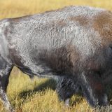 Ein Bison Silberrücken!
