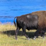 Die männlichen Bisons können bis zu 900kg schwer werden
