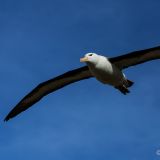Schwarzbrauen-Albatros
