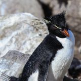Ein Felsenpinguin am Brüten. 
