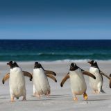 Eine kleine Gruppe Zügelpinguine kommt von ihrem Nachmittags-Schwumm zurück ...
