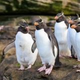 ... haben sich aber auch die Felsenpinguine in unsere Pinguin-Lieblingsliste eingetragen. 
