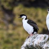 Einen Blau-Augen Kormoran entdecken wir auf unserer Fahrt nach "Gold Harbour", unserem letzten Stopp in Südgeorgien. 

