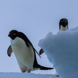 Adélie-Pinguine
