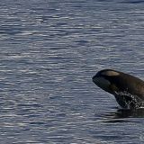 ... folgt unserem Schiff, jumpt immer wieder aus dem Wasser, ...
