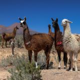 Die Lamas werden hier auf dem Altiplano als Haustiere gehalten. Sie liefern Wolle, Milch, Fleisch und können auch als Transporttiere eingesetzt werden.
