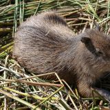 ... sondern auch Wasserschweine und viele weitere Tierarten sind in diesem riesigen Sumpfgebiet heimisch.
