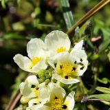 Farbige Blumenpracht in den Sümpfen von Iberá.
