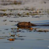 Ein Wasserschwein zieht in der untergehenden Abendsonne von dannen.
