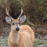 Ein Pampas-Hirsch, entdeckt in den Sümpfen von Iberá.
