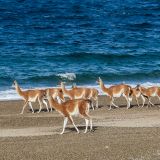 Eines morgens spaziert eine kleine Gruppe Guanacos an uns vorbei.  
