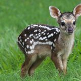 Dieses herzige Bambi haben wir bei der "Villa Chiquitana" in San José de Chiquitos entdeckt. 
