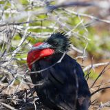 Ein männlicher Prachtfregattvogel ...
