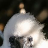 Ganz flauschig, der kleine Maskentölpel. (Insel Genovesa)
