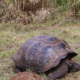 Mit dem Bus geht es diesmal in die "Highlands" der Insel Santa Cruz, wo wir die Riesenschildkröten in freier Natur erleben dürfen. 
