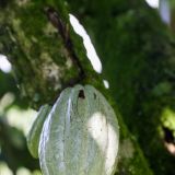 Auf der Hacienda Guayabal gibt es aber nicht nur Kaffee, sondern auch Kakaofrüchte.  
