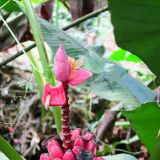 Pink Bananas
